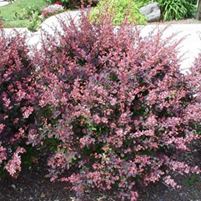       Berberis thunbergii Rose Glow